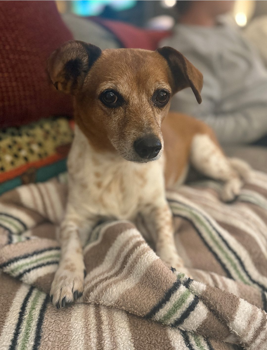 Penny - Supervisor of Naps & Snuggles