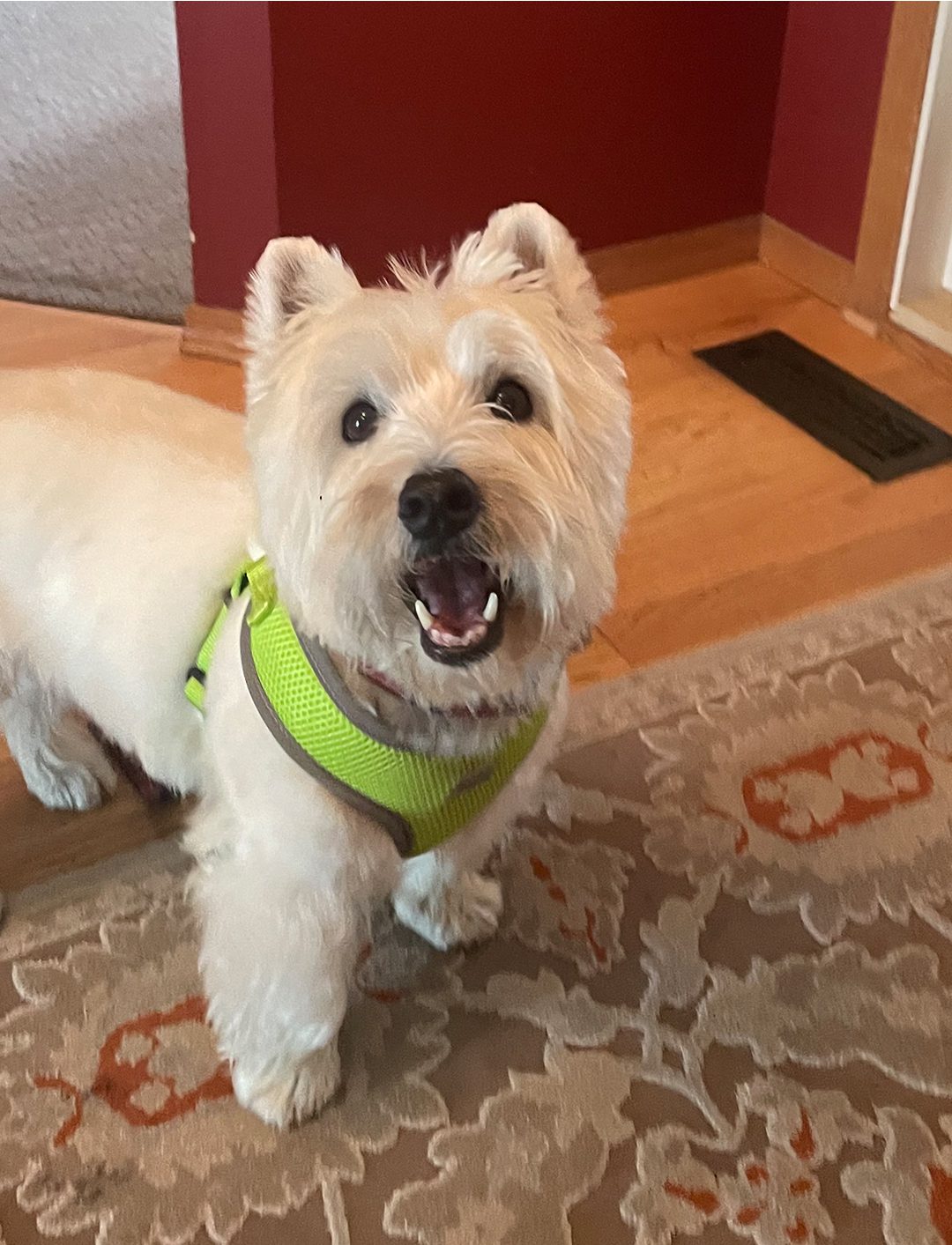 Wally - Head of Security