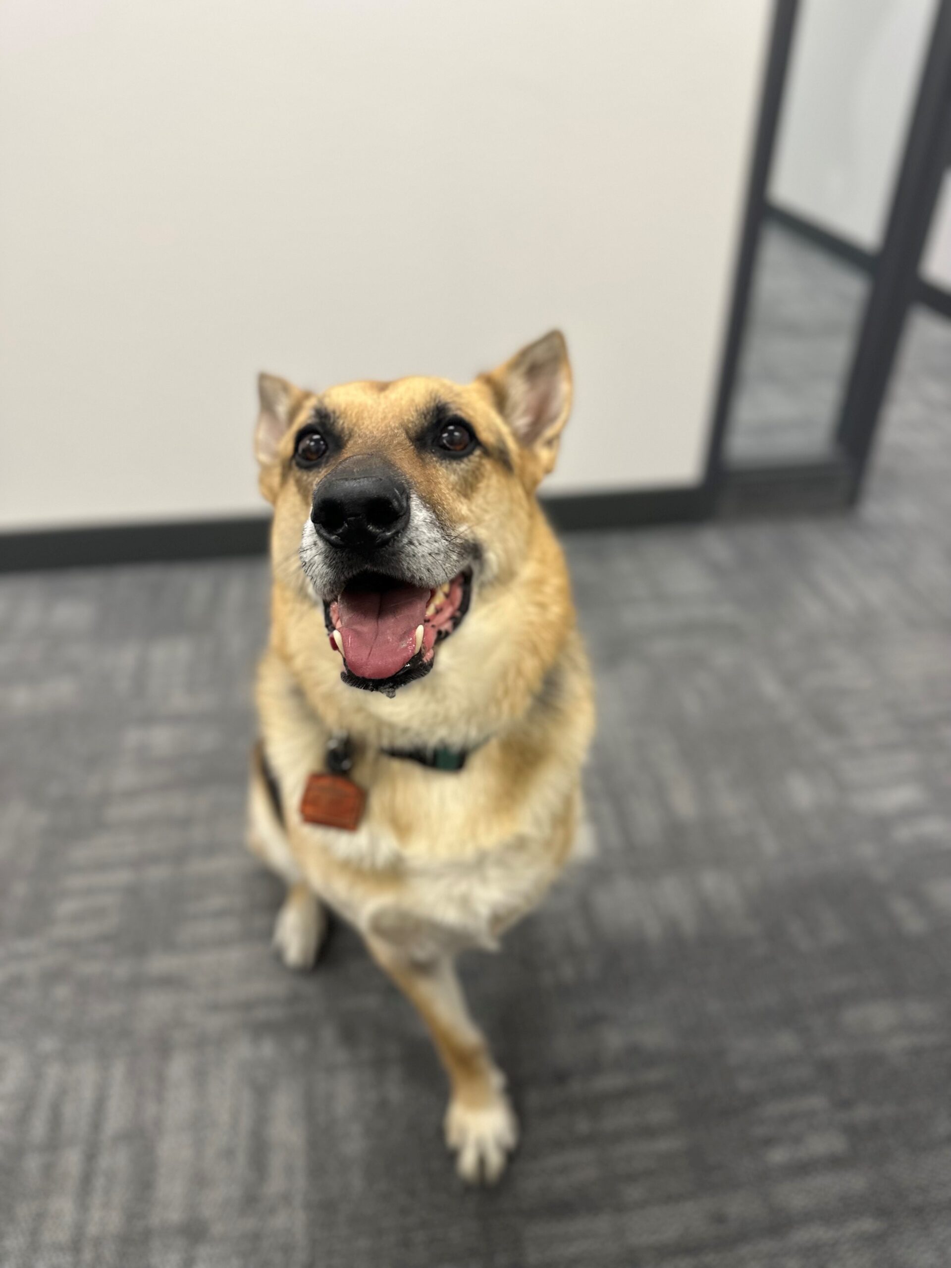 Duke - CEO — Canine Executive Officer