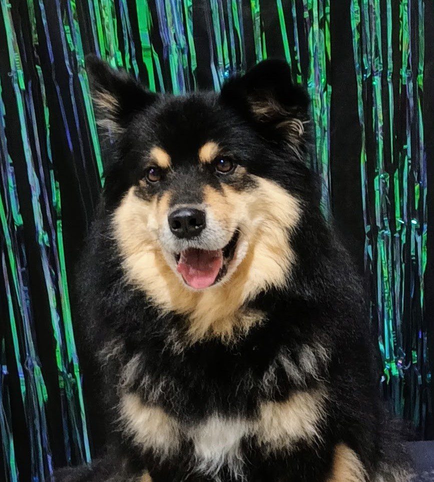 Bear - Treats Management Officer