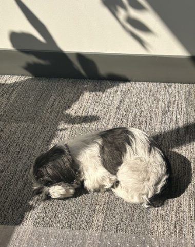 Princess - Chief Morale Officer